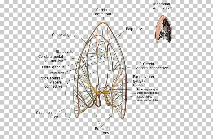 Pectinidae Great Scallop Placopecten Magellanicus Ganglion PNG, Clipart, Anatomy, Angle, Bay Scallop, Bivalvia, Brain Free PNG Download
