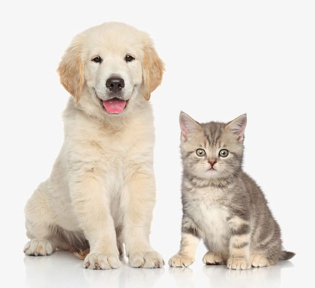 cat with dog clipart