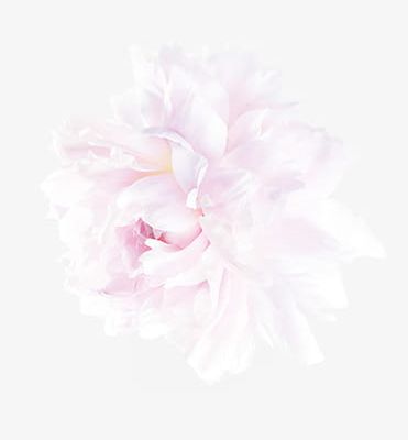 Pink Peony Flowers PNG, Clipart, Bud, Flowers Clipart, Peony, Peony Clipart, Pink Free PNG Download