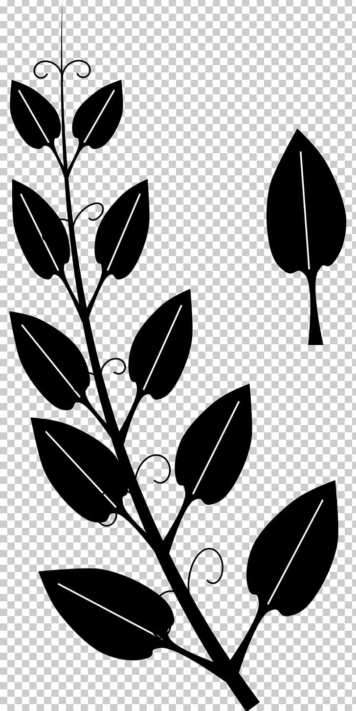 Vine Tendril Drawing Ivy PNG, Clipart, Black, Black And White, Branch, Clip Art, Computer Icons Free PNG Download