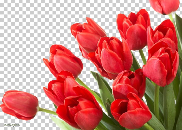 Flower Bouquet Floristry Desktop PNG, Clipart, Bud, Cut Flowers, Desktop Wallpaper, Floristry, Flower Free PNG Download