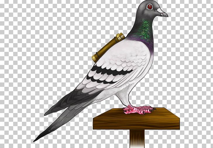 Homing Pigeon English Carrier Pigeon Columbidae Bird Fantail Pigeon PNG, Clipart, Animals, Auto, Beak, Breed, Domestic Pigeon Free PNG Download