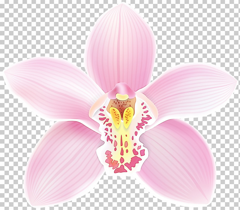Moth Orchids Flower Cattleya Orchids Petal Orchids PNG, Clipart, Biology, Cattleya Orchids, Flower, Lilac, Moth Orchids Free PNG Download