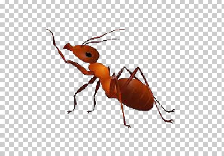 Ant PNG, Clipart, Ant, Ant Colony, Arthropod, Beetle, Black Garden Ant Free PNG Download