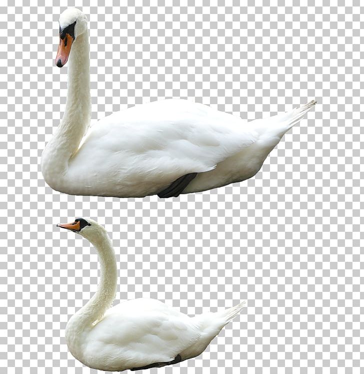 Cygnini Bird PNG, Clipart, Animal, Animals, Beak, Bird, Canadian Goose Free PNG Download