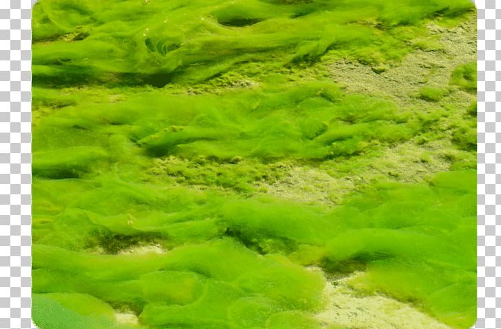Green Algae Protist Algal Bloom Red Algae PNG, Clipart, Algae, Algal Bloom, Biology, Chloroplast, Diatom Free PNG Download