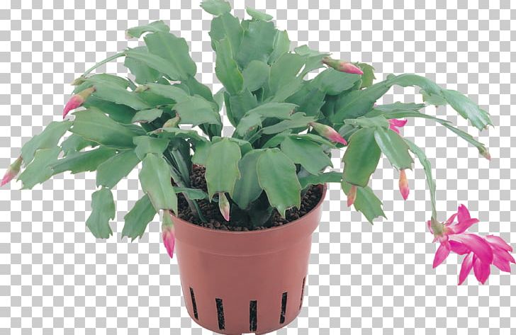 Plant Flowerpot PNG, Clipart, Cactus, Color, Flower, Flowerpot, Food Drinks Free PNG Download