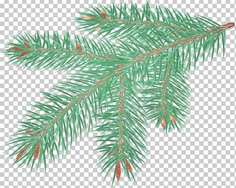 Columbian Spruce Tree Yellow Fir Shortleaf Black Spruce Colorado Spruce PNG, Clipart, Branch, Canadian Fir, Colorado Spruce, Columbian Spruce, Oregon Pine Free PNG Download