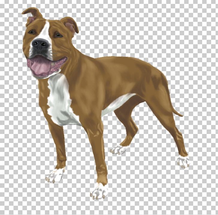 American Staffordshire Terrier American Pit Bull Terrier Dog Breed Staffordshire Bull Terrier PNG, Clipart, American Pit Bull Terrier, American Staffordshire Terrier, Breed, Bull, Bull Terrier Free PNG Download