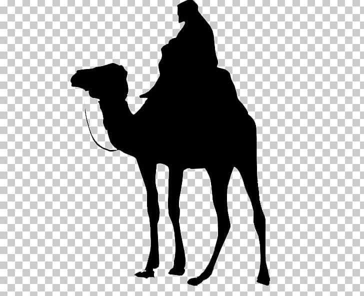 Dromedary Battle Of Karbala Pack Animal Battle Of Siffin Desert PNG, Clipart, Arabian Camel, Battle Of Karbala, Battle Of Siffin, Black And White, Buff Cratoon Camel Free PNG Download