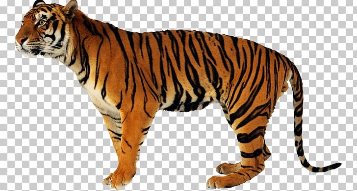 Lion Jaguar Portable Network Graphics Cat PNG, Clipart, Animal, Animal Figure, Animals, Bengal Tiger, Big Cat Free PNG Download