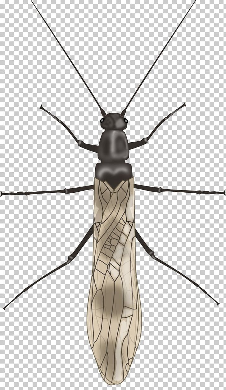 Mosquito Longhorn Beetle Net-winged Insects Fly PNG, Clipart, Arthropod, Beetle, Fly, Gryllotalpa Brachyptera, Insect Free PNG Download