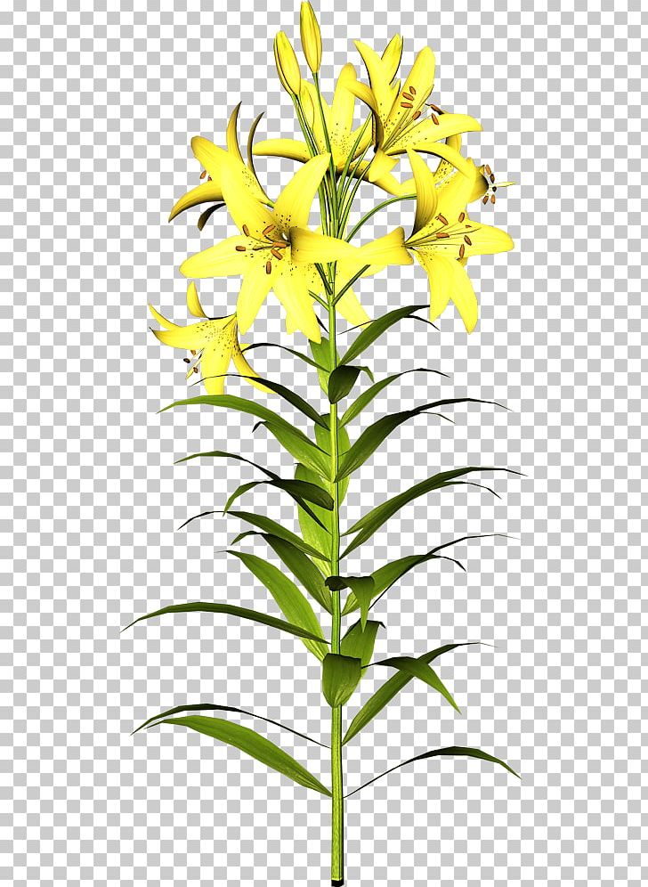 Others Plant Stem Flower PNG, Clipart, Blog, Cut Flowers, Desktop Wallpaper, Display Resolution, Download Free PNG Download