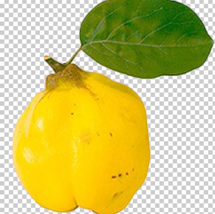 Quince Fruit Apple Dried Fruit PNG, Clipart, Auglis, Citron, Citrus, Dried Fruit, Food Free PNG Download