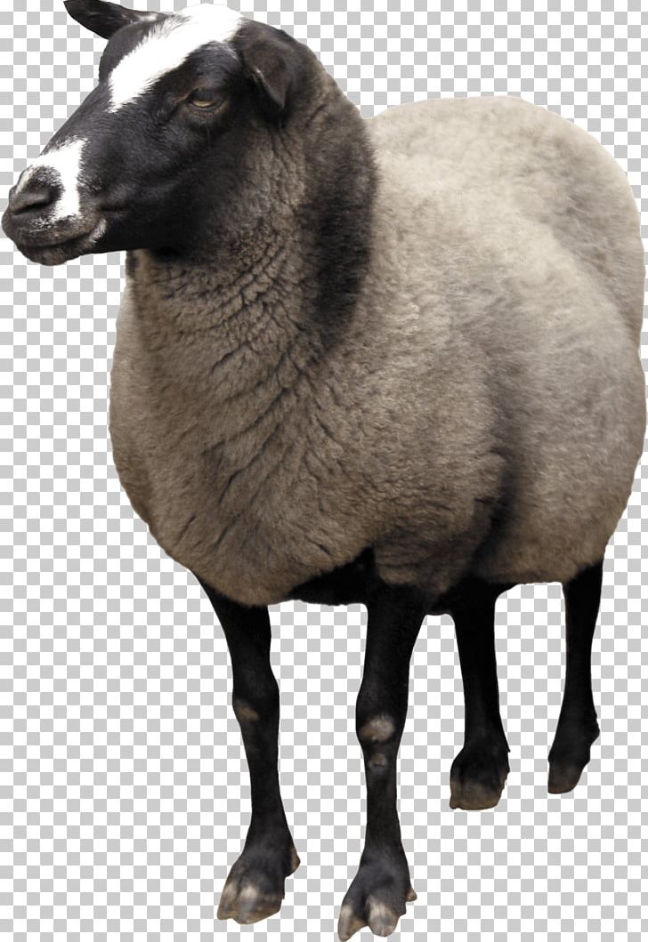 Sheep Wiki Computer File PNG, Clipart, Animals, Catlovers, Comp, Computer Icons, Conciencia Free PNG Download