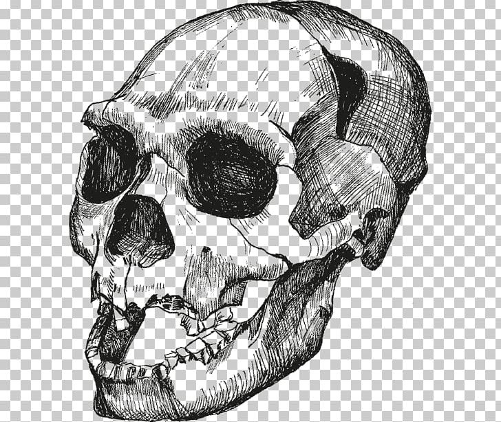 Skull Homo Sapiens Достающее звено. Книга 1. Обезьяны и все-все-все Homo Heidelbergensis Upright Man PNG, Clipart, Automotive Design, Black And White, Bone, Drawing, Fantasy Free PNG Download