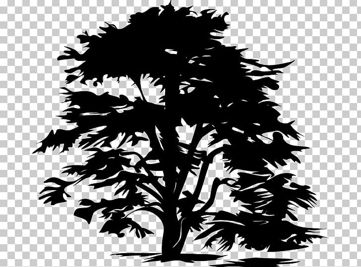 Tree PNG, Clipart, Black And White, Branch, Conifer, Download, Drawing Free PNG Download