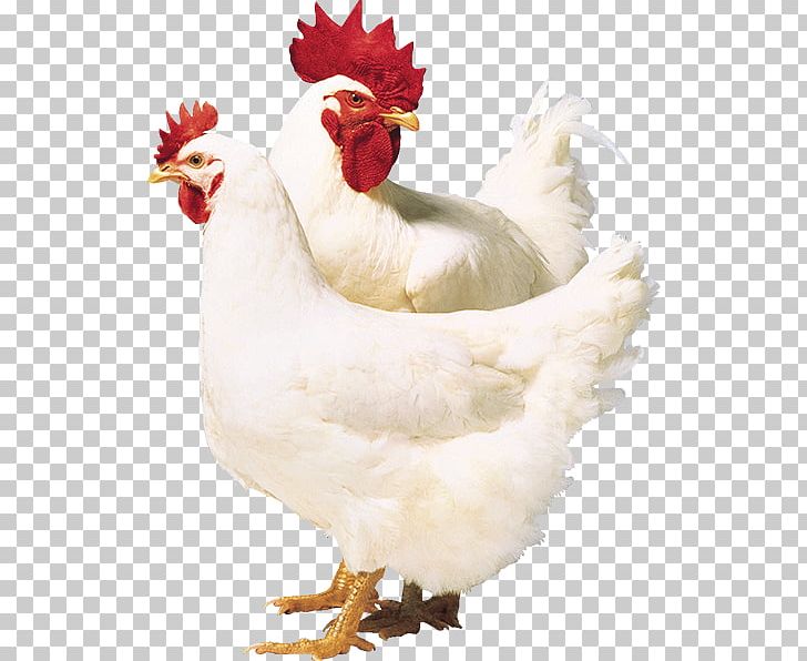Broiler Chicken Poultry Ross Stores PNG, Clipart, Agriculture, Animals, Beak, Bird, Broiler Free PNG Download