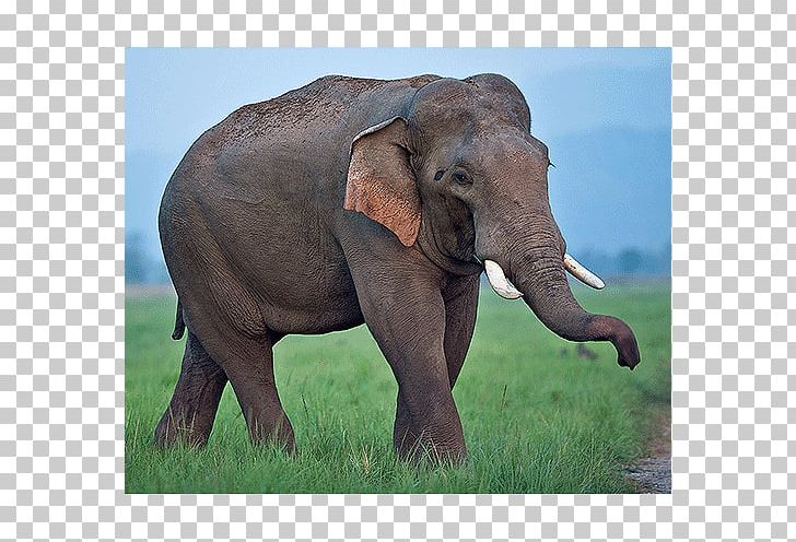 Indian Elephant African Elephant Tusk Grassland Wildlife PNG, Clipart, African Elephant, Animal, Elephant, Elephantidae, Elephants And Mammoths Free PNG Download
