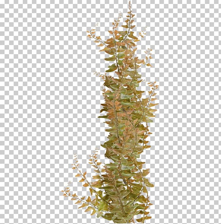 Algae Seaweed Coral PNG, Clipart, Algae, Color, Coral, Coral Sea, Digital Image Free PNG Download
