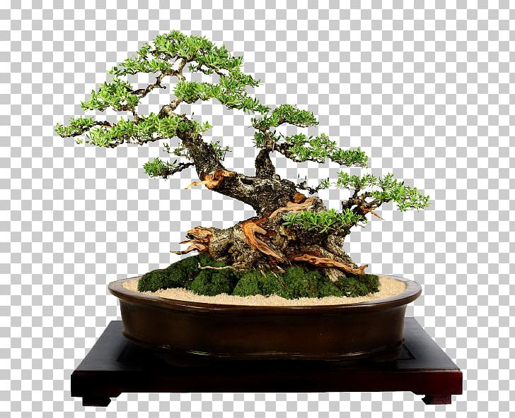 Indoor Bonsai Ornamental Plant Tree Suiseki PNG, Clipart, Antipolo, Bonsai, Bosay, Fig Trees, Flowerpot Free PNG Download