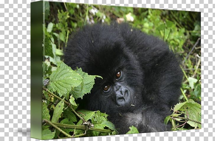 Western Gorilla Chimpanzee Art Animal Rwanda PNG, Clipart, Animal, Art, Canvas, Chimpanzee, Fauna Free PNG Download
