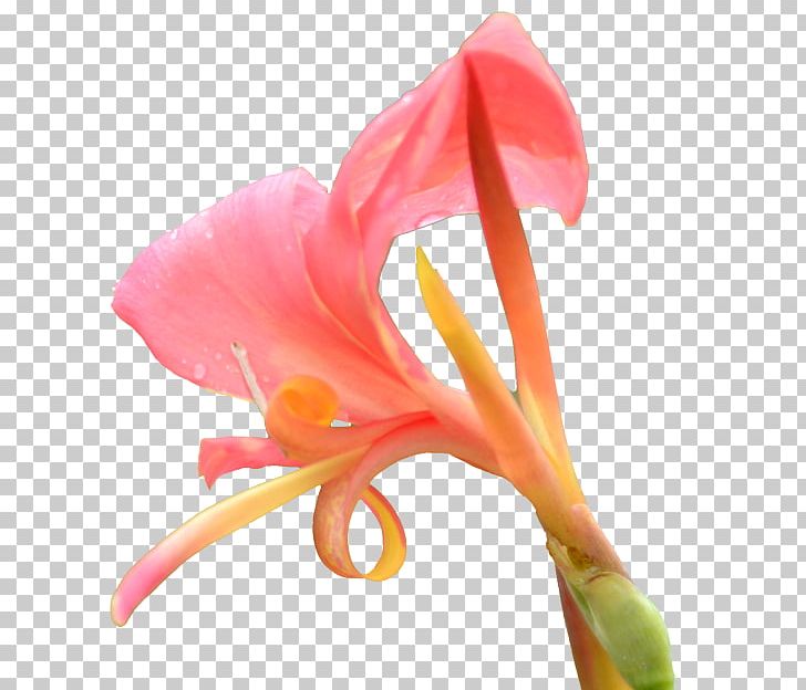 Canna Icon PNG, Clipart, Amaryllis Belladonna, Arum, Beautiful, Beautiful Flowers, Big Free PNG Download