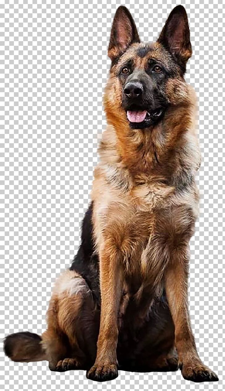 German Shepherd Dogs Puppy Labrador Retriever Dog Breed PNG, Clipart, American Kennel Club, Animals, Breed, Carnivoran, Companion Dog Free PNG Download