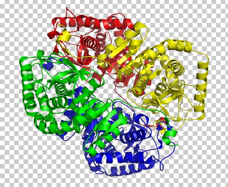 Lactate Dehydrogenase Lactic Acid Nicotinamide Adenine Dinucleotide Enzyme PNG, Clipart, Alcohol Dehydrogenase, Area, Art, Catalysis, Cell Free PNG Download