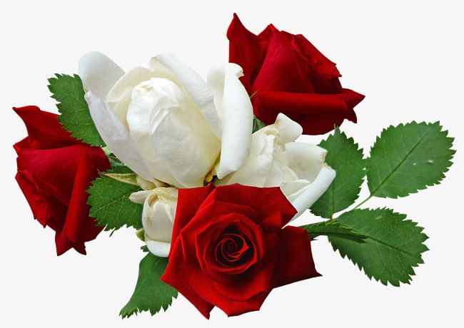 Red Roses And White Roses PNG, Clipart, Flowers, Green, Green Leaves, Leaves, Red Free PNG Download