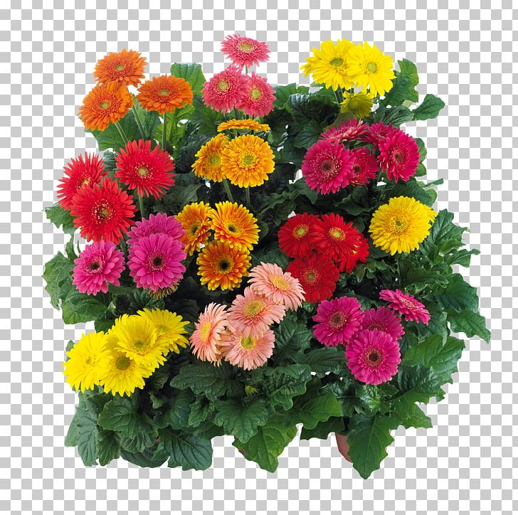 Transvaal Daisy Cut Flowers Floral Design Floristry PNG, Clipart, Annual Plant, Aster, Chrysanthemum, Chrysanths, Color Free PNG Download