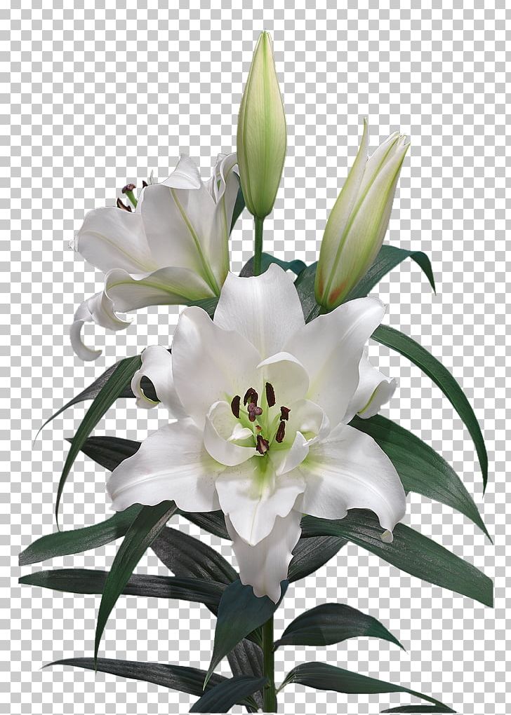 Cut Flowers Easter Lily Lilium Candidum Oriental Hybrids PNG, Clipart, Cut Flowers, Easter Lily, Floral Design, Floristry, Flower Free PNG Download