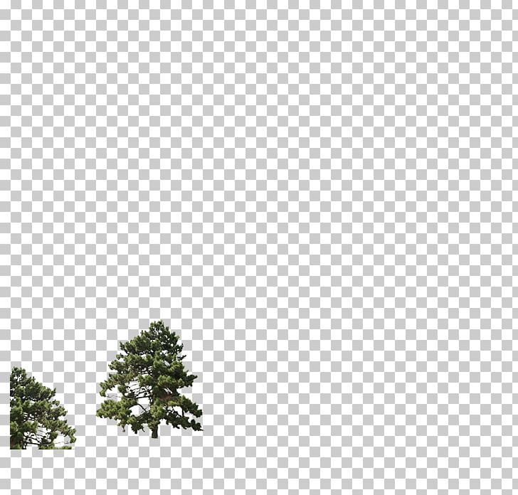 Pine Evergreen Leaf Branching Sky Plc PNG, Clipart, Branch, Branching, Conifer, Evergreen, Fir Free PNG Download