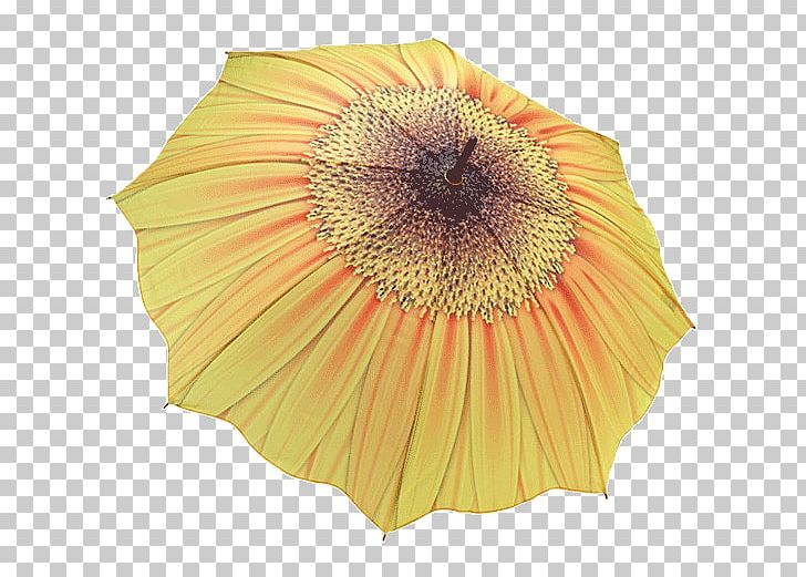Umbrella Stand Yellow Clothing Accessories Red PNG, Clipart, Beige, Clothing, Clothing Accessories, Flower, Flowering Plant Free PNG Download
