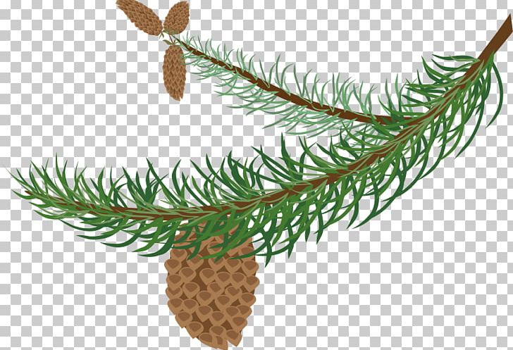Branch Pine Evergreen Conifer Cone PNG, Clipart, Branch, Christmas Ornament, Clip Art, Computer Icons, Conifer Free PNG Download
