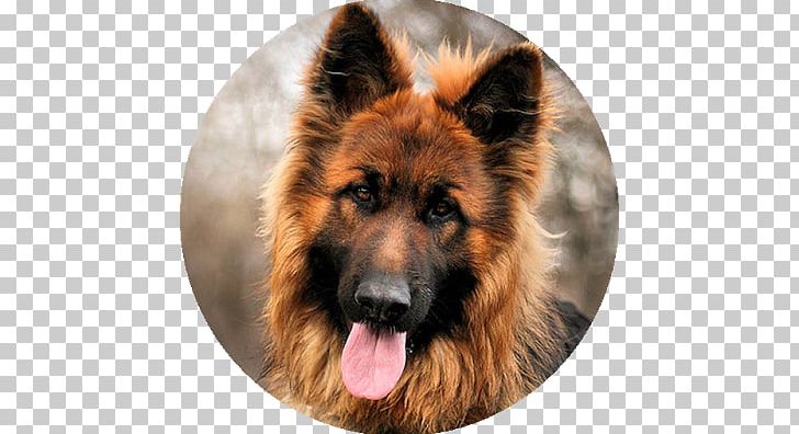 German Shepherd Puppy Border Collie Coat PNG, Clipart, Animals, Border Collie, Breed, Carnivoran, Device Free PNG Download
