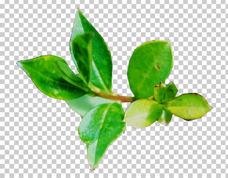 Leaf Plant Stem Herb Branching PNG, Clipart, Branch, Branching, Herb, Leaf, Plant Free PNG Download