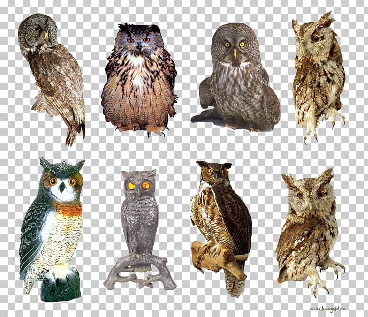 Owl God Is A Hoot! Book Beak Wildlife PNG, Clipart, Animals, Beak, Bird, Bird Of Prey, Book Free PNG Download