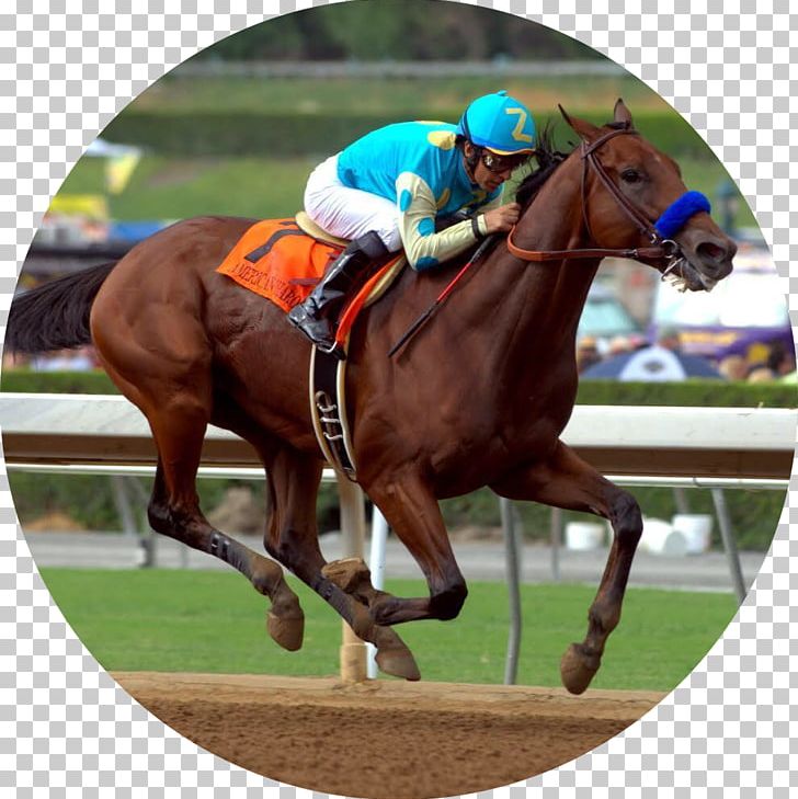Belmont Park Belmont Stakes Breeders' Cup Classic Horse PNG, Clipart, American, American Pharoah, Animals, Animal Sports, Belmont Park Free PNG Download