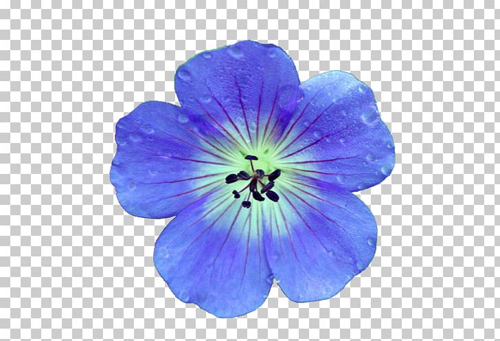 Crane's-bill Flower Blue Best Geraniums Nature PNG, Clipart, Best Geraniums, Blood Sweat Tears, Blue, Cobalt Blue, Color Free PNG Download