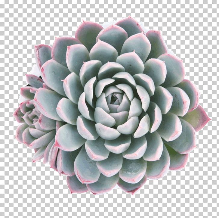 Echeveria Elegans Succulent Plant Cactaceae Orostachys Aloe Polyphylla PNG, Clipart, Aloe, Aloe Polyphylla, Botany, Cactaceae, Echeveria Free PNG Download