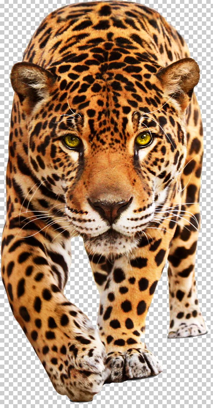 Jaguar Cars Leopard Jaguar XF PNG, Clipart, Animals, Big Cats, Carnivoran, Cat Like Mammal, Cheetah Free PNG Download