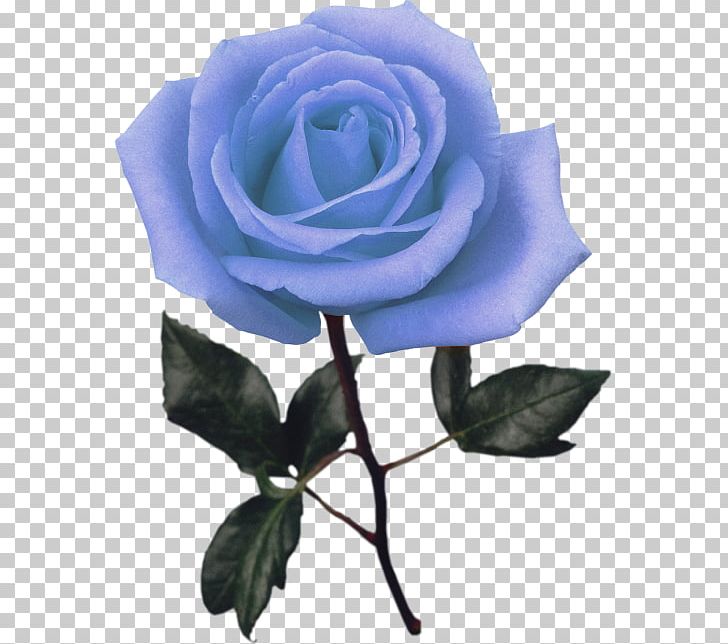 Blue Rose Garden Roses Stock Photography PNG, Clipart, Blue, Blue Rose, Cut Flowers, Floribunda, Flower Free PNG Download
