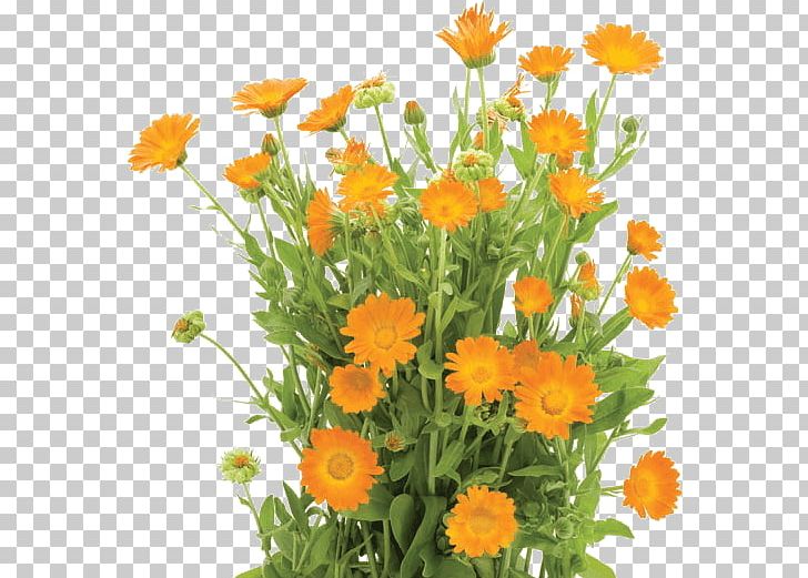 Calendula Officinalis Flower Orange Shrub Stock Photography PNG, Clipart, Annual Plant, Bush, Calendula, Calendula Officinalis, Chamaemelum Nobile Free PNG Download