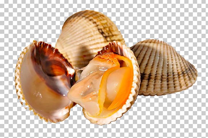 Cockle Mussel Spanish Cuisine Clam Shellfish PNG, Clipart, Animals, Animal Source Foods, Clam, Clams Oysters Mussels And Scallops, Cockle Free PNG Download
