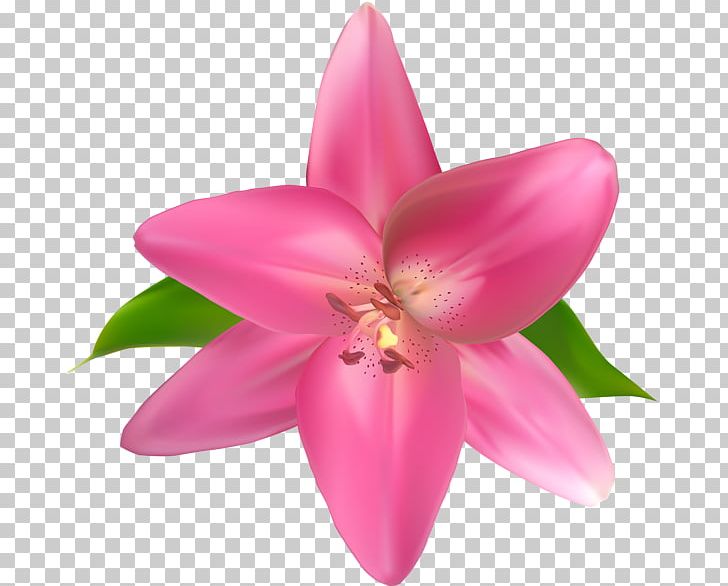 Cut Flowers Pink PNG, Clipart, Clip Art, Cut Flowers, Flower, Flowering Plant, Lilac Free PNG Download