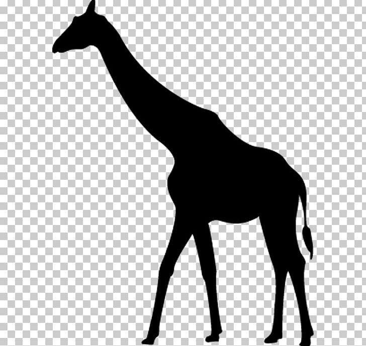 Giraffe Silhouette PNG, Clipart, Animal, Animals, Black, Black And ...