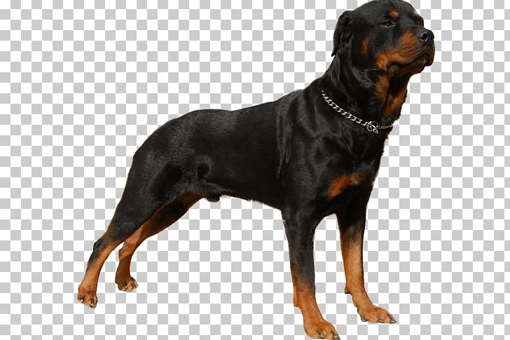 Rottweiler German Shepherd Puppy English Mastiff Poodle PNG, Clipart, Animal Husbandry, Animals, Austrian Black And Tan Hound, Black And Tan Coonhound, Carnivoran Free PNG Download