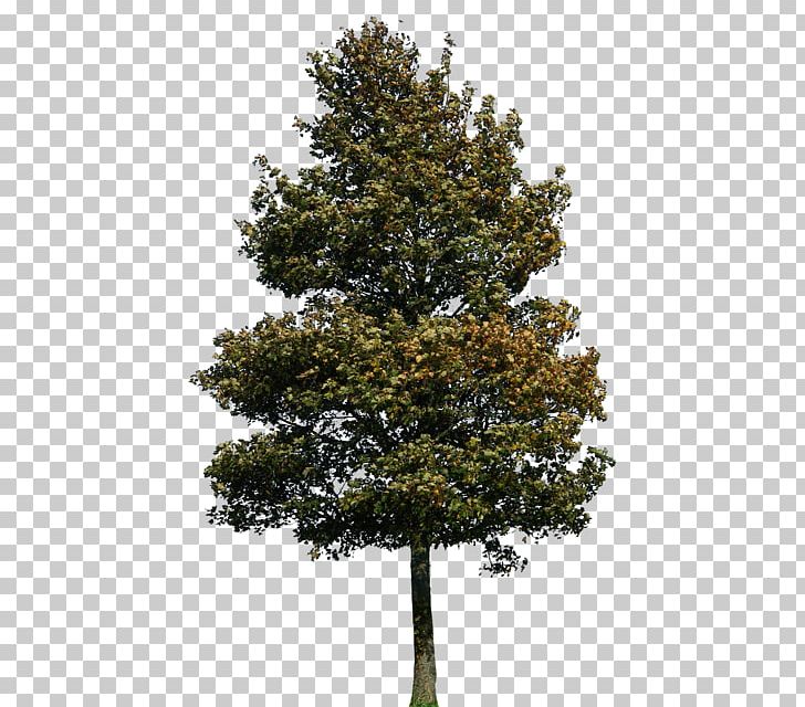 Architectural Rendering Architecture Tree PNG, Clipart, Architectural Drawing, Architectural Rendering, Architecture, Branch, Conifer Free PNG Download