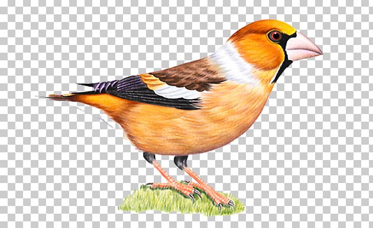 Bird PNG, Clipart, Animals, Beak, Bird, Bird Cage, Bird Nest Free PNG Download